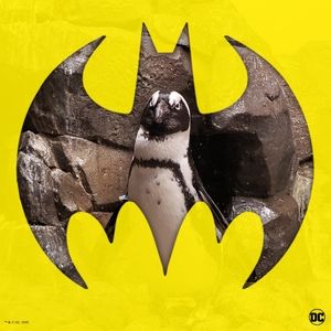 Meet your Posher, Corey